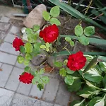 Irmina Maison d'hôtes