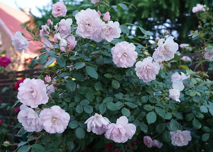 Irmina Гостевой дом 3*